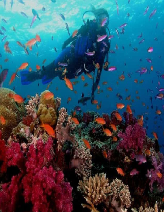 Scuba Diving In Goa - Coast to Coast Adventurers